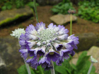 Primula capitata salvana <br>PRIMROSE SALVANA