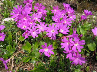 Primula clusiana <br>CLUSIUS' PRIMROSE