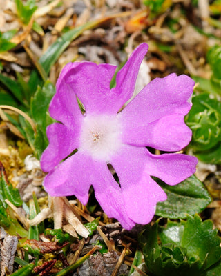 Primula clusiana <br>CLUSIUS' PRIMROSE
