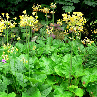 Primula florindae <br>GIANT TIBETAN PRIMROSE MIX