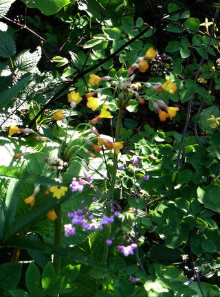 Primula florindae <br>GIANT TIBETAN PRIMROSE ORANGE