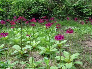 Primula japonica <br>JAPANESE PRIMROSE, COWSLIP MIX