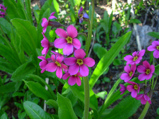 Primula parryi <br>PARRY'S PRIMROSE