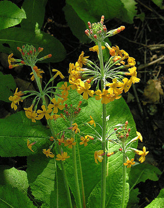 Primula prolifera <br>CANDELABRA PRIMROSE