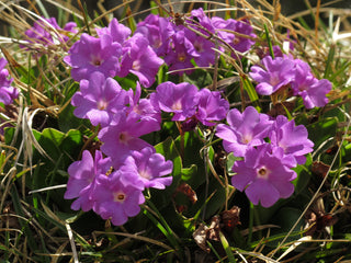Primula clusiana <br>CLUSIUS' PRIMROSE