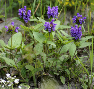 Prunella grandiflora SELF HEAL BLUE