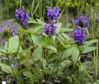 Prunella grandiflora <br>SELF HEAL LARGE FLOWER MIX COLOURS