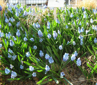Muscari azureum AZURE GRAPE HYACINTH