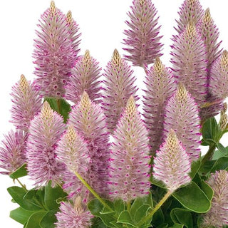 Ptilotus exaltatus <br>MULLA MULLA, PINK PUSSY TAILS, LAMB'S TAIL 'JOEY'