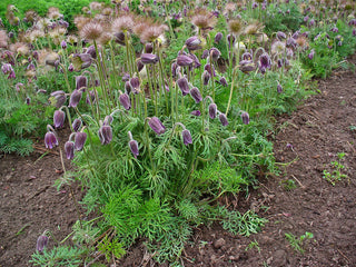 Pulsatilla pratensis ssp. nigricans <br>PASQUE FLOWER
