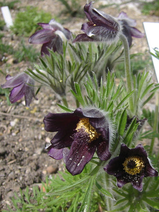 Pulsatilla pratensis ssp. nigricans <br>PASQUE FLOWER