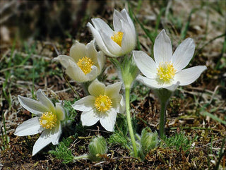 Pulsatilla vulgaris alba<br>WHITE PASQUE FLOWER, CUTLEAF ANEMONE