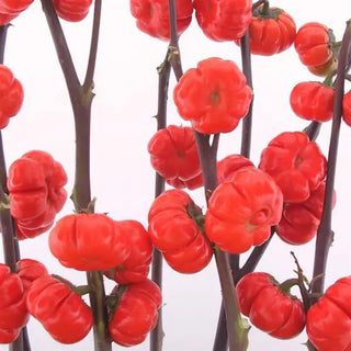 Solanum integrifolium <br>PUMPKIN ON A STICK