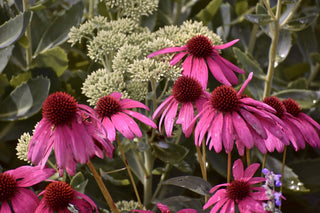 Purple Coneflower seeds Echinacea purpurea