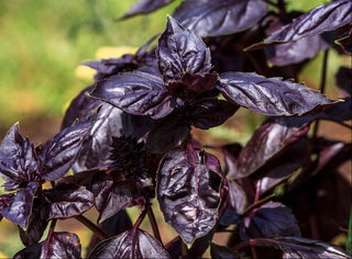 Ocimum basilicum <br>BASIL 'RED RUBIN' PURPLE LEAVES