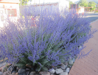 Perovskia atriplicifolia, Salvia yangii <br>RUSSIAN SAGE