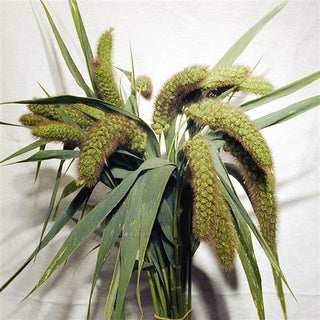 Setaria italica <br>ORNAMENTAL MILLET PURPLE MIST