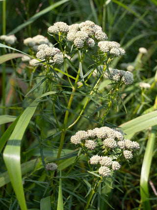 Pycnanthemum tenuifolium <br>AMERICAN MOUNTAIN MINT