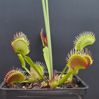 Dionaea muscipula <br>VENUS FLYTRAP 'PYGO B DOUBLE DENTATE' x OP