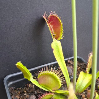 Dionaea muscipula <br>VENUS FLYTRAP 'PYGO B DOUBLE DENTATE' x OP