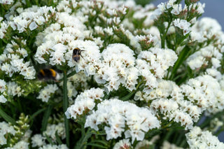 Limonium sinuatum <br>STATICE WHITE, WAVY LEAF SEA LAVENDER