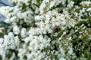 Limonium sinuatum <br>STATICE WHITE, WAVY LEAF SEA LAVENDER