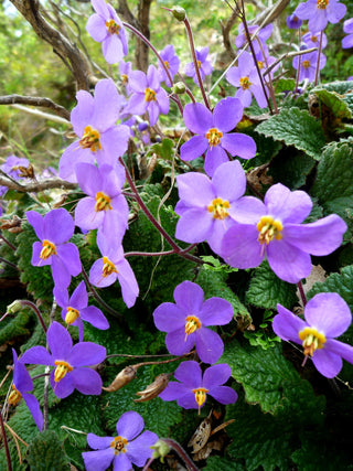 Ramonda myconi <br>HARDY AFRICAN VIOLET