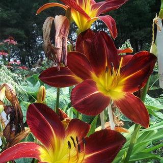 Hemerocalis RUBY SPIDER DAYLILY