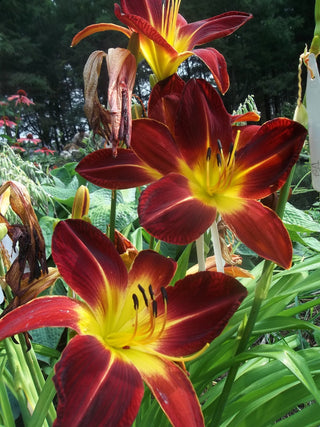 Hemerocalis <br>RUBY SPIDER & BLACK RUBY DAYLILY