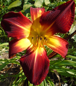 Hemerocalis <br>RUBY SPIDER & BLACK RUBY DAYLILY