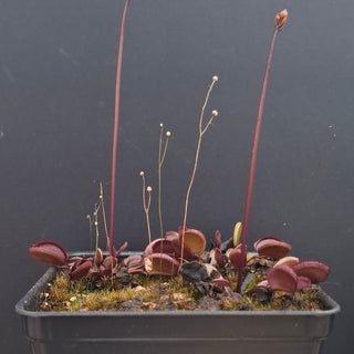 Dionaea muscipula <br>VENUS FLYTRAP 'RED PERISCOPE' x OP