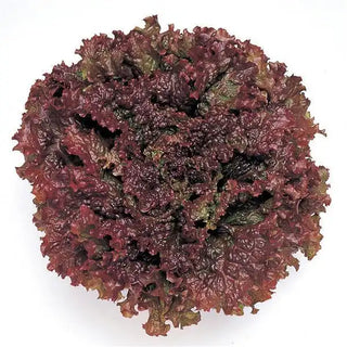 Lactuca sativa <br>LETTUCE RED FIRE