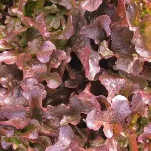 Lactuca sativa <br>LETTUCE RED OAK LEAF