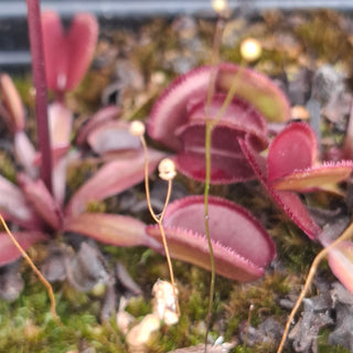 Dionaea muscipula <br>VENUS FLYTRAP 'RED PERISCOPE' x OP