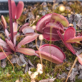 Dionaea muscipula <br>VENUS FLYTRAP 'RED PERISCOPE' x OP