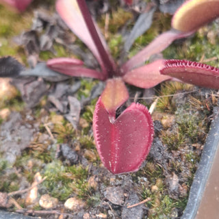 Dionaea muscipula <br>VENUS FLYTRAP 'RED PERISCOPE' x OP