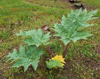Rheum palmatum var tanguticum <br>ORNAMENTAL RHUBARB, CHINESE RHUBARB, TURKEY RHUBARB