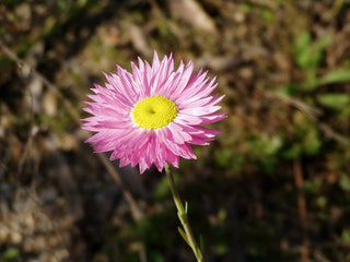 Acroclinium, Rhodanthe, Helipterum <br>STRAWFLOWER DOUBLE GIANT MIX