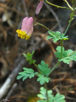 Corydalis sempervirens 'alba' <br>PALE CORYDALIS