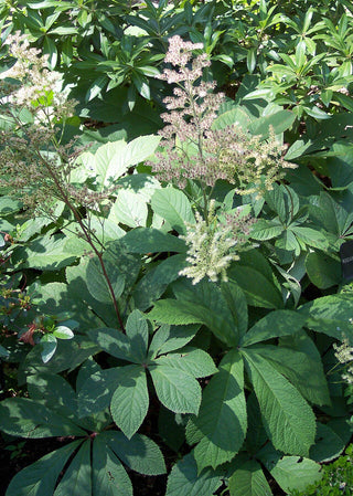 Rodgersia aesculifolia <br>RODGERSIA