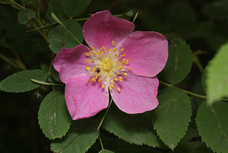 Rosa acicularis <br>PRICKLY WILD ROSE