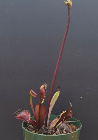 Dionaea muscipula <br>VENUS FLYTRAP 'ROYAL RED'