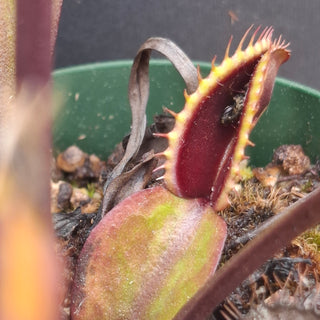 Dionaea muscipula <br>VENUS FLYTRAP 'ROYAL RED'