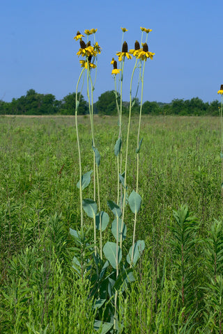Rudbeckia maxima <br>GIANT CONEFLOWER