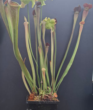 Sarracenia alata <br>PITCHER PLANT YELLOW