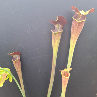 Sarracenia alata <br>PITCHER PLANT YELLOW