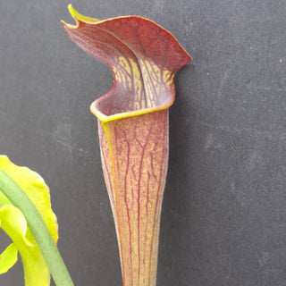 Sarracenia alata <br>PITCHER PLANT YELLOW
