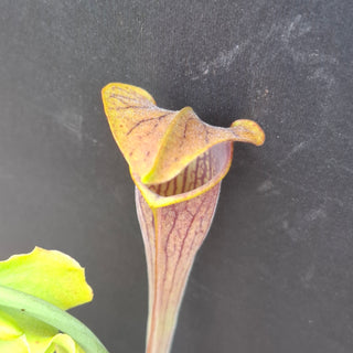 Sarracenia alata <br>PITCHER PLANT YELLOW