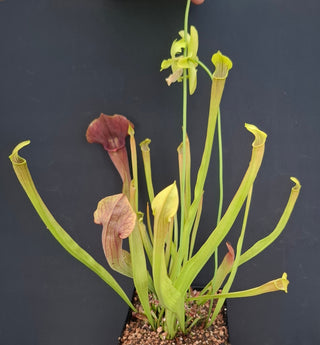 Sarracenia alata <br>PITCHER PLANT YELLOW