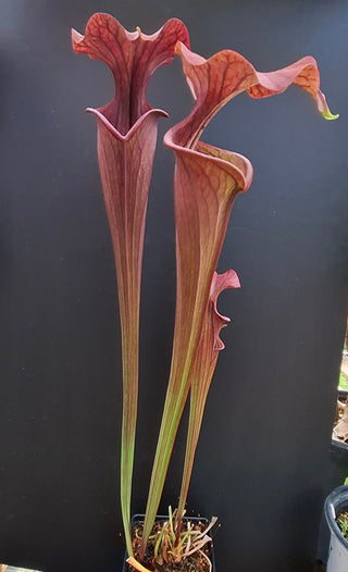 Sarracenia flava var. atropurpurea <br>YELLOW PITCHER PLANT